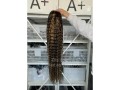 high-quality-natural-human-wigs-small-4